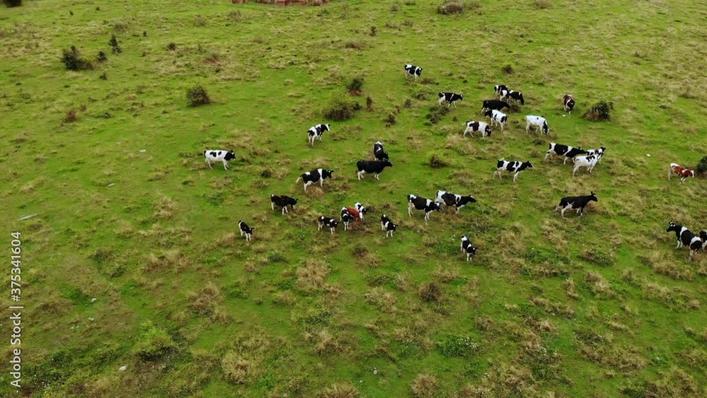 Aerial View Herd Cows Grazing on Green Summer Meadow. Black and White Cows in Grassy Field on Bright and Sunny Day. Large Livestock. Farm Landscape Aerial View of Herd Cattle on Green Pasture. Aerial View Herd Cows Grazing on Green Summer Meadow. Black and White Cows in Grassy Field on Bright and Sunny Day. Large Livestock. Farm Landscape Aerial View of Herd Cattle on Green Pasture.