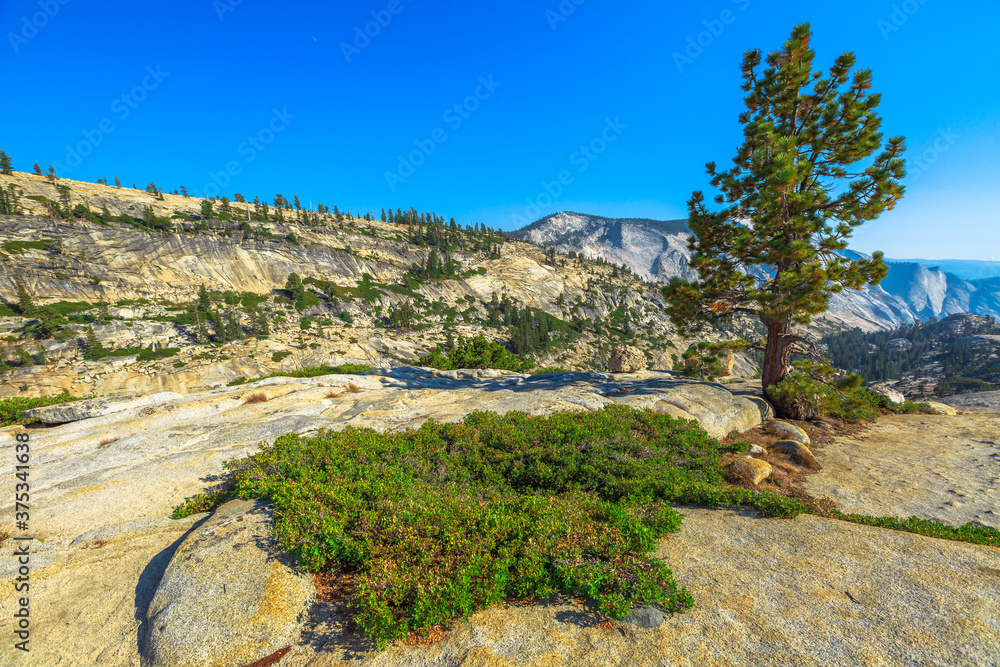 trees of Olmsted Point in Yosemite National Park, California, United States. Top overlook to see: Tenaya Canyon, Half Dome and Clouds Rest from Tioga Pass.