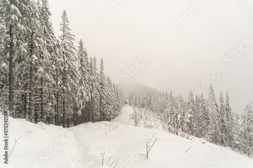 Winter landscape with frozen by wood on background cloudly sky