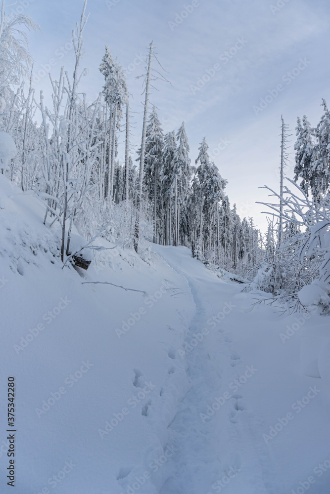 Obraz premium Snow covered fir trees on the background of mountain peaks. Snowy winter landscape.