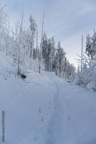 Snow covered fir trees on the background of mountain peaks. Snowy winter landscape.