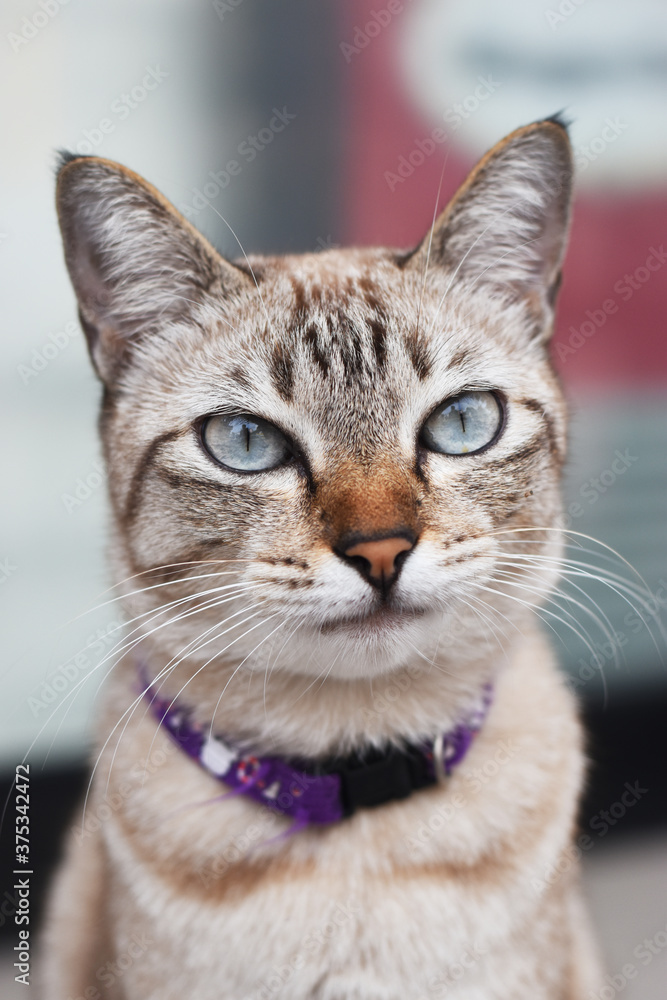 Fototapeta premium Brown thai cat Take only the cat's face