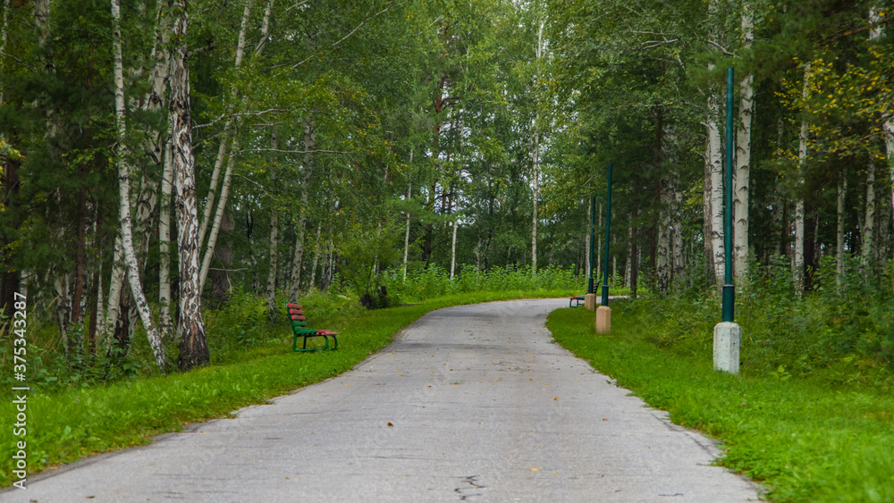 road in the forest road in the forest