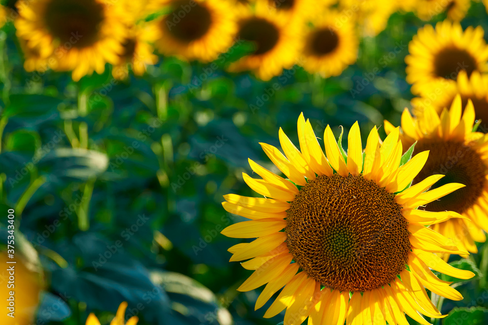 sunflower - bright field with yellow flowers, beautiful summer landscape in sunset sunflower - bright field with yellow flowers, beautiful summer landscape in sunset