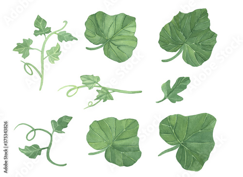 Set of green watercolor pumpkins leaves and vine