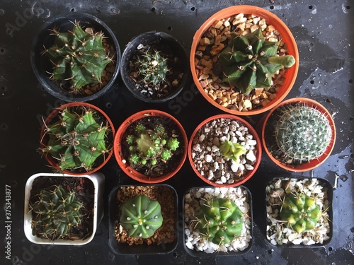 fresh many cactus 