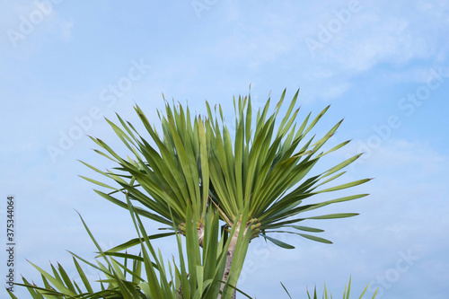 dracaena cochinchinensis on the background  blue and white sky in the evening