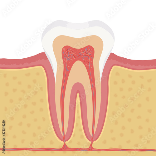 Anatomy of human tooth illustration. Structure of the human tooth, medical scheme tooth anatomy. A cutaway tooth, unlabeled medical poster.