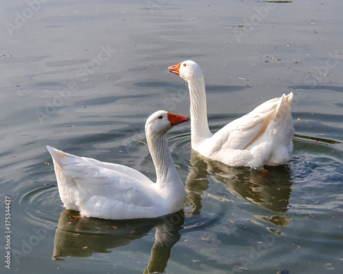 two white geese