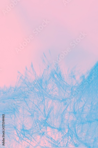 Light blue fluffy dandelion on a pale pink background  detail