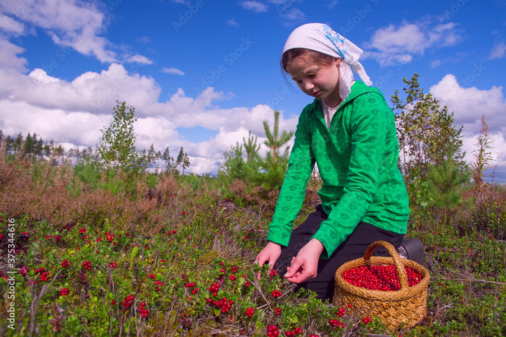 Fototapeta premium A European girl, a teenager, collects berries in the forest. Lingonberry berries in a basket.