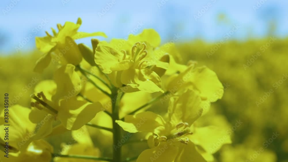 Yellow Flower Blossom Rapeseed Canola Agriculture Field. Beautiful Blooming Rapeseed Field Blue Sky in Springtime. Slow Motion. Close up of Yellow Flowers of Rape on Canola Background Blue Sky. Yellow Flower Blossom Rapeseed Canola Agriculture Field. Beautiful Blooming Rapeseed Field Blue Sky in Springtime. Slow Motion. Close up of Yellow Flowers of Rape on Canola Background Blue Sky.