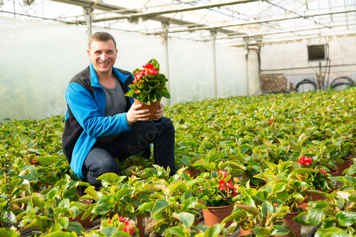 Skilled florist man engaged in cultivation of plants of Begonia semperflorens in greenhouse