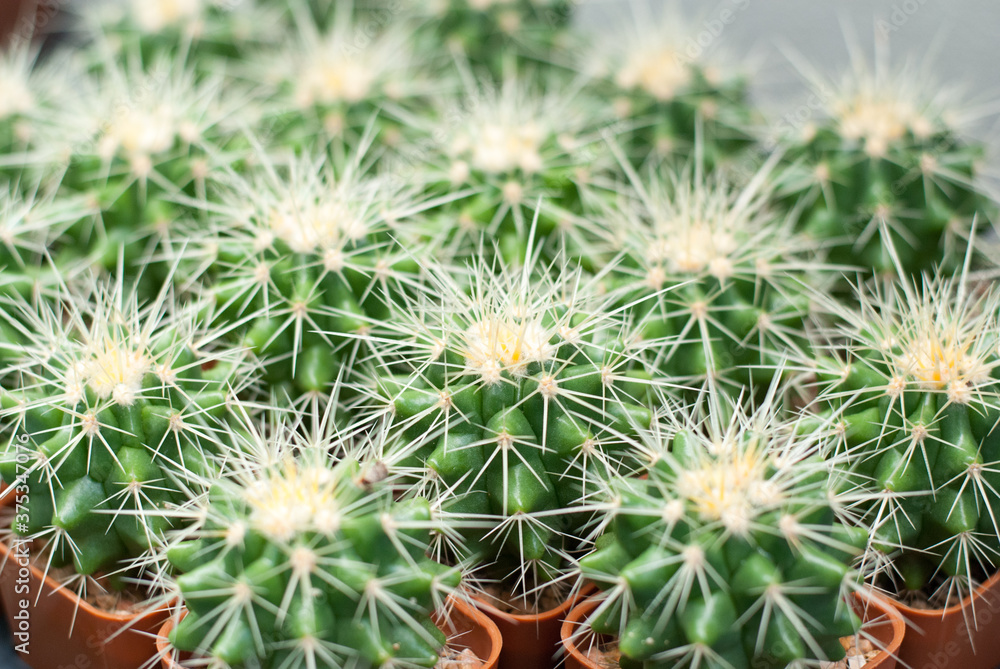Many beautiful colored cactus gardens Many beautiful colored cactus gardens