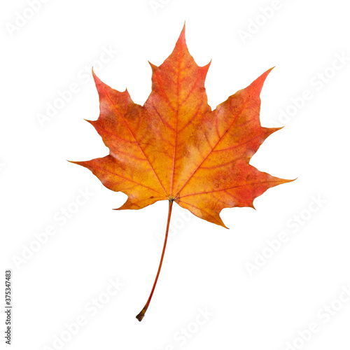 Colorful autumn maple leaf isolated on white composition. Top view.