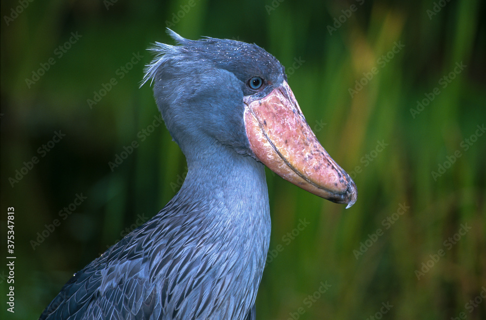 Bec en sabot du Nil.Balaeniceps rex , Shoebill Stock Photo Adobe Stock