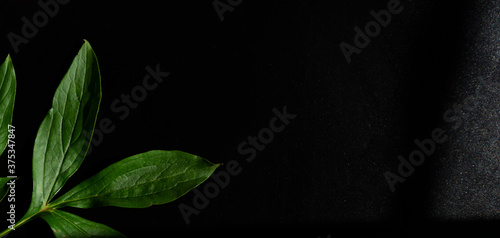 Black background with green leaf.  plant 