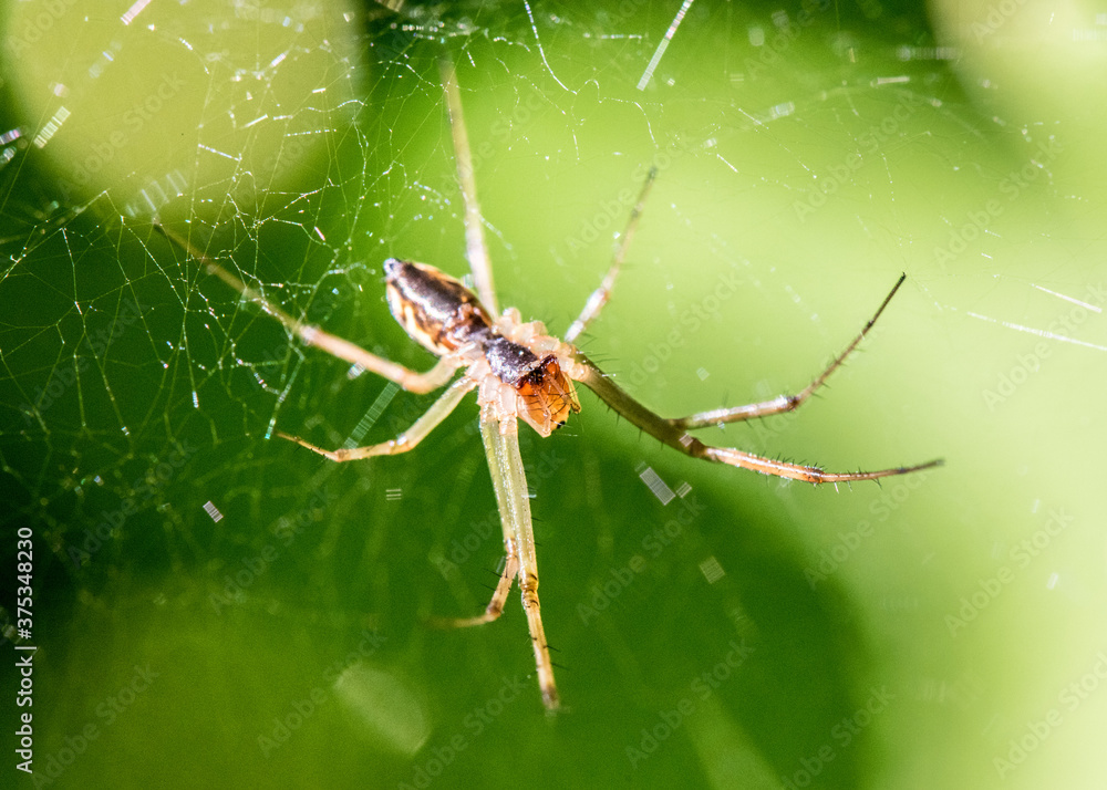 Spinne im Garten Stock Photo Adobe Stock