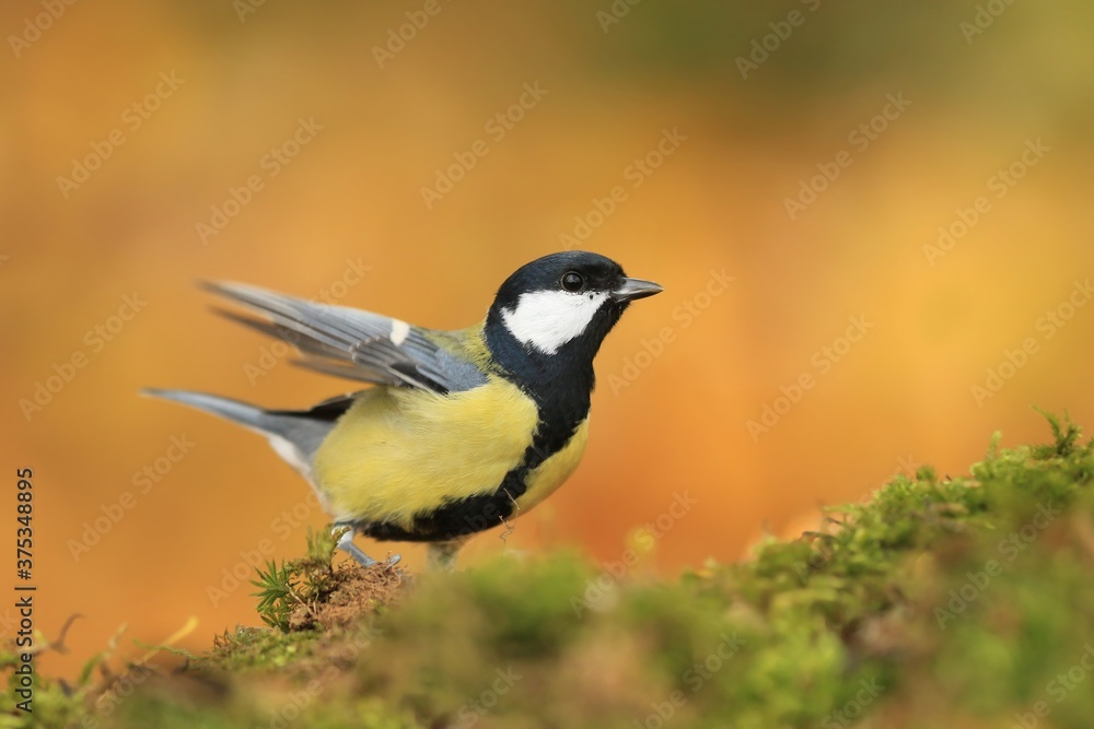 Great tit sitting on on the ground. Wildlife scene from nature. Song bird in nature habitat. Parus major. Great tit sitting on on the ground. Wildlife scene from nature. Song bird in nature habitat. Parus major.
