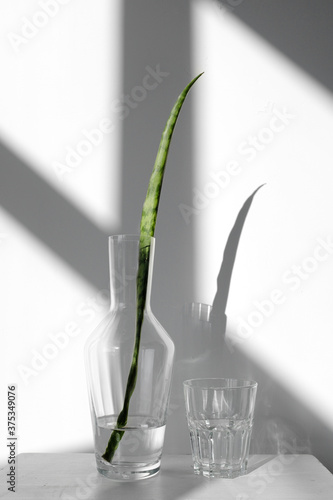 Sansevieria leaf in a glass decanter with water stands on a white pedestal on a white background. Houseplant Sansevieria on a white background with hard shadows. Minimalism concept.