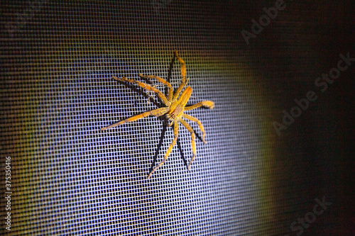 A wandering spider on a mesh door photo