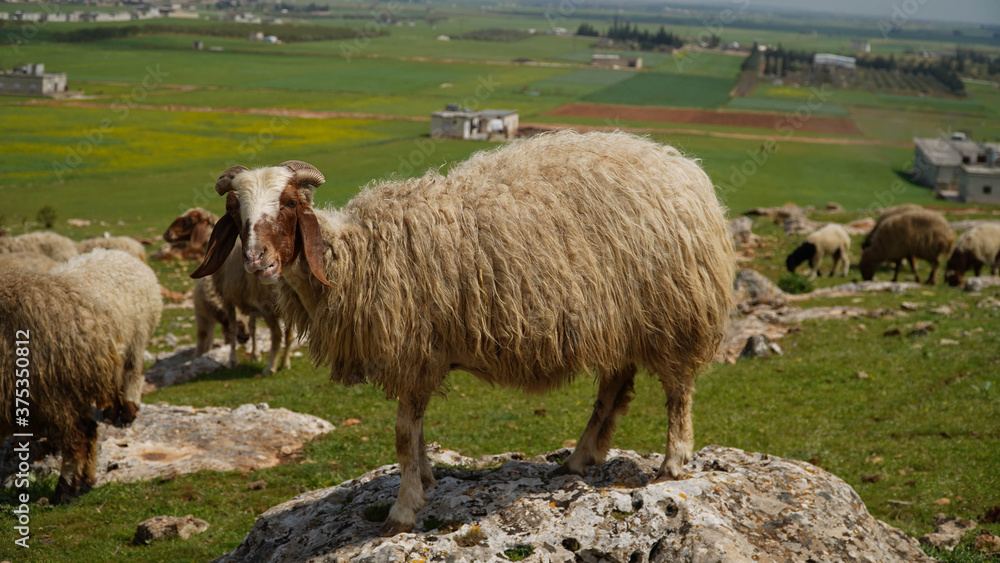 Obraz premium sheep
