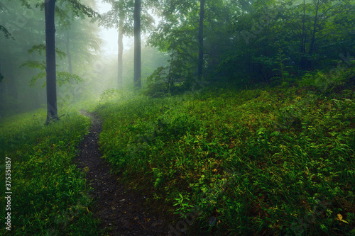 A footpath in foggy beech forest