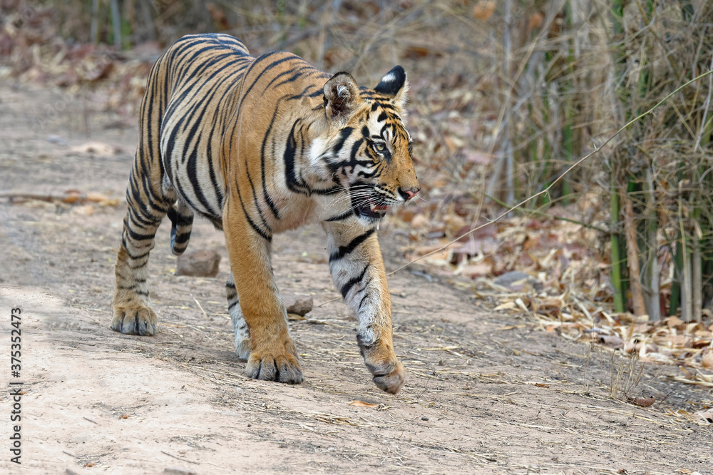 Obraz premium Young Bengal tiger (Panthera tigris tigris) walking on a forest path, Bandhavgarh National Park, Madhya Pradesh, India