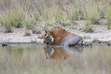 Male Bengal tiger (Panthera tigris tigris) cooling in the water, Bandhavgarh National Park, Madhya Pradesh, India