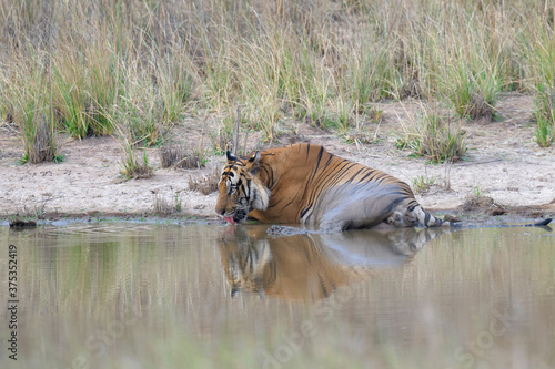 Male Bengal tiger (Panthera tigris tigris) cooling in the water, Bandhavgarh National Park, Madhya Pradesh, India photo