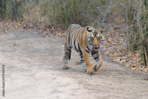 Young Bengal tiger (Panthera tigris tigris) walking on a forest path, Bandhavgarh National Park, Madhya Pradesh, India