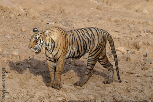 Female Bengal tiger  Panthera tigris tigris   Ranthambhore National Park  Rajasthan  India