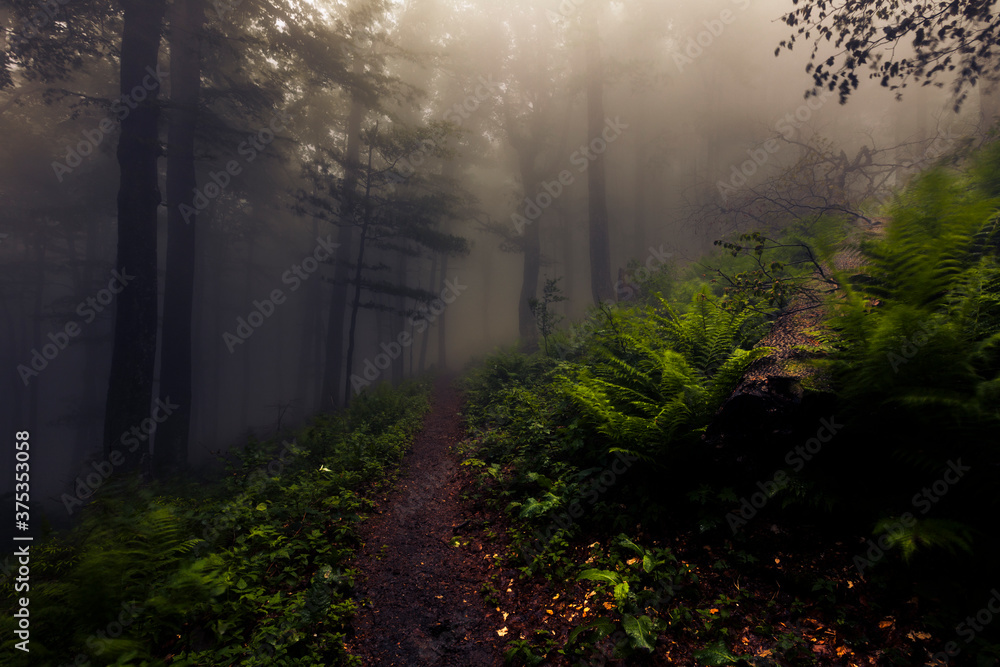 Fototapeta premium Footpath in dark forest