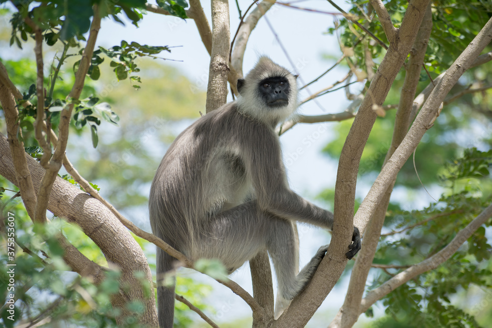Obraz premium Tufted gray langur (Semnopithecus priam), Sri lanka