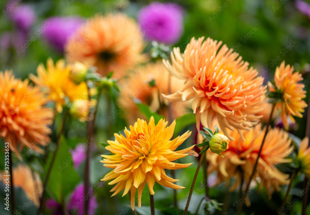Assorted Dahlias In The Borders Of Rousham House Assorted Dahlias In The Borders Of Rousham House