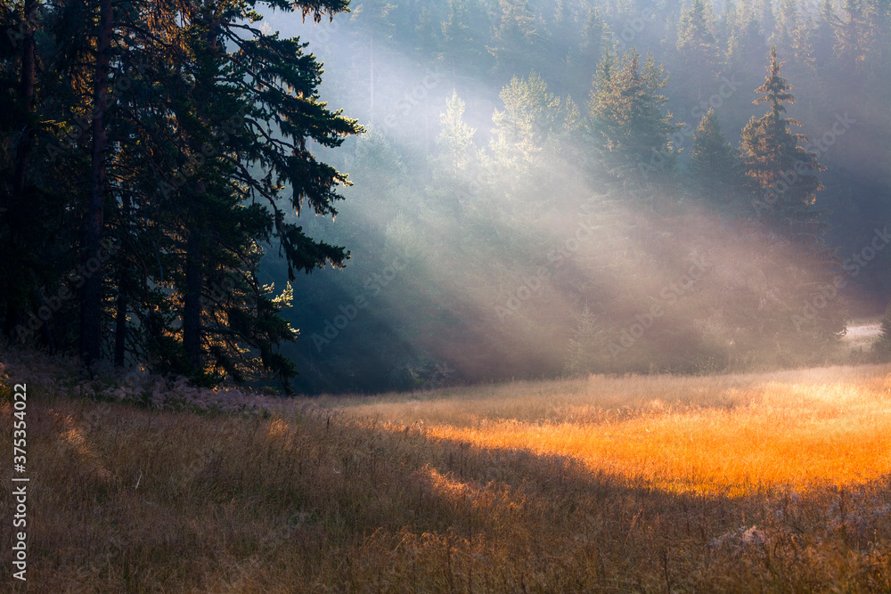 Golden Meadow Golden Meadow