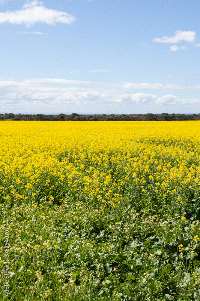 Canola fields of Victoria in summer