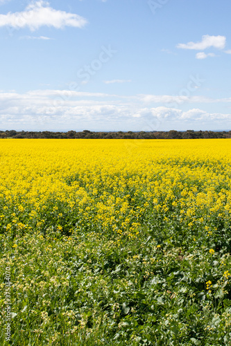 Canola fields of Victoria in summer © totomophotographs