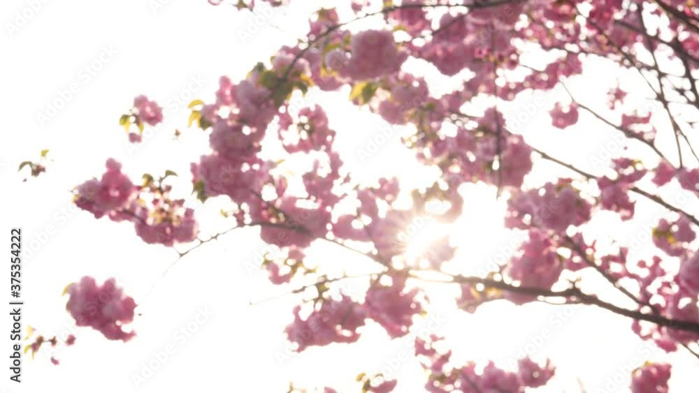 Blurred blossom sakura tree, sun light shine and gleam through flowers. Image change to focused. Beautiful hanami season at Japan in early spring time Blurred blossom sakura tree, sun light shine and gleam through flowers. Image change to focused. Beautiful hanami season at Japan in early spring time