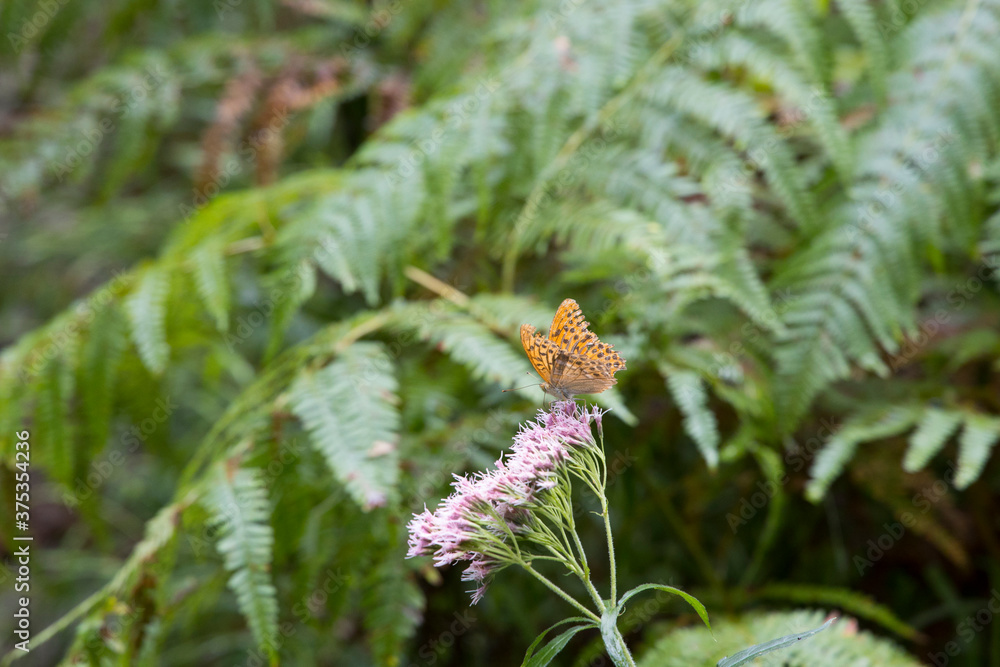 orange butterfly sitting on a flower orange butterfly sitting on a flower