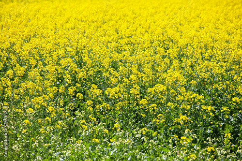 Canola fields of Victoria in summer © totomophotographs