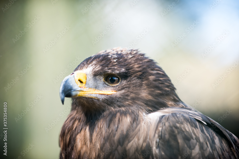 Fototapeta premium Adler im Zoo