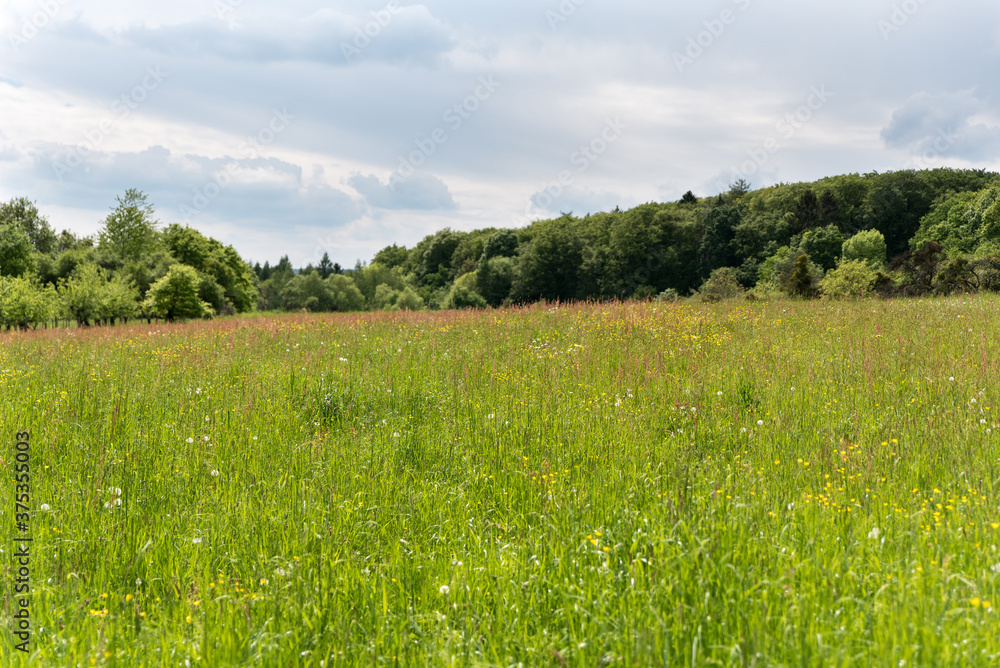 buttercup and daisys on summer meadow