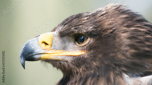 Adler im Zoo