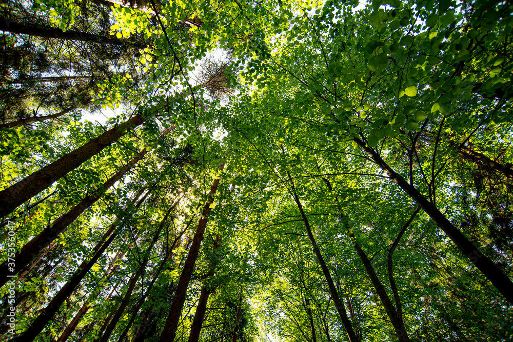 Obraz premium crown of coniferous trees in a summer forest
