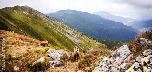 Tatras mountain panorama with wild chamois photo