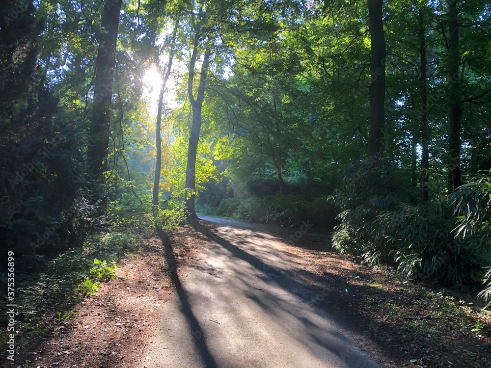 Fototapeta premium path in the forest