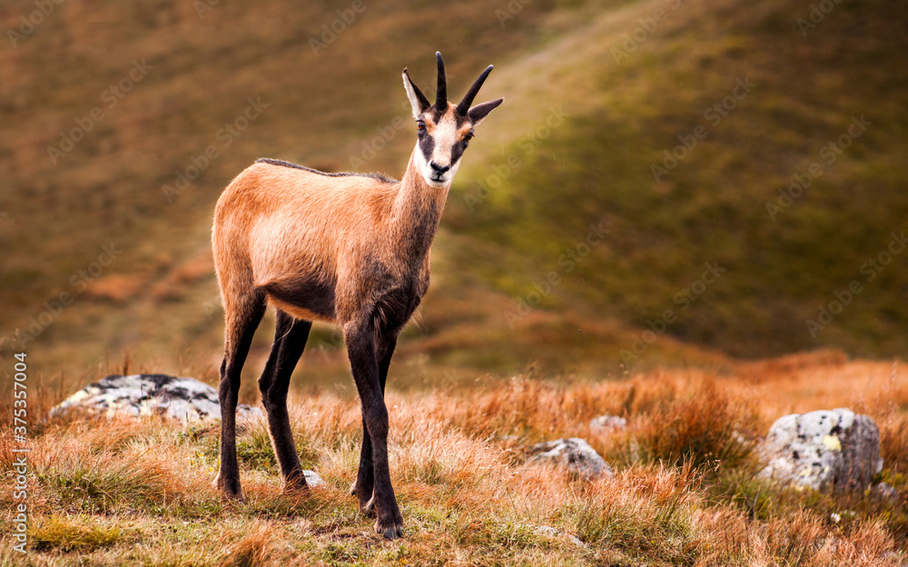 Wild Tatra Chamois on the hill, Rupicapra rupicapra tatrica, Low Tatras mountains, Tatra National Park, Slovakia Wild Tatra Chamois on the hill, Rupicapra rupicapra tatrica, Low Tatras mountains, Tatra National Park, Slovakia