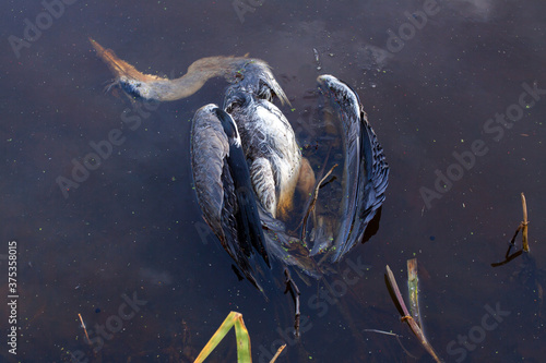 Dead blue heron in a canal, under a thin layer if ice
