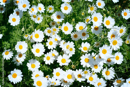 Natural background with white daisy flowers on a sunney day. Selective focus photo